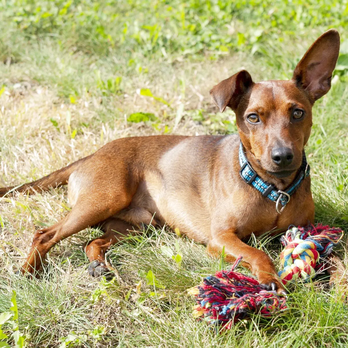 pinscher-mini-1