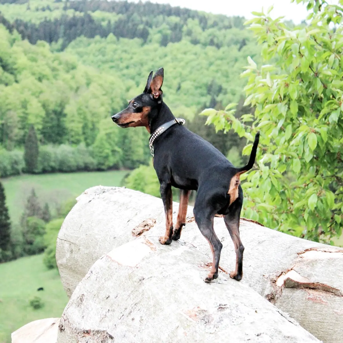 pinscher-mini-2