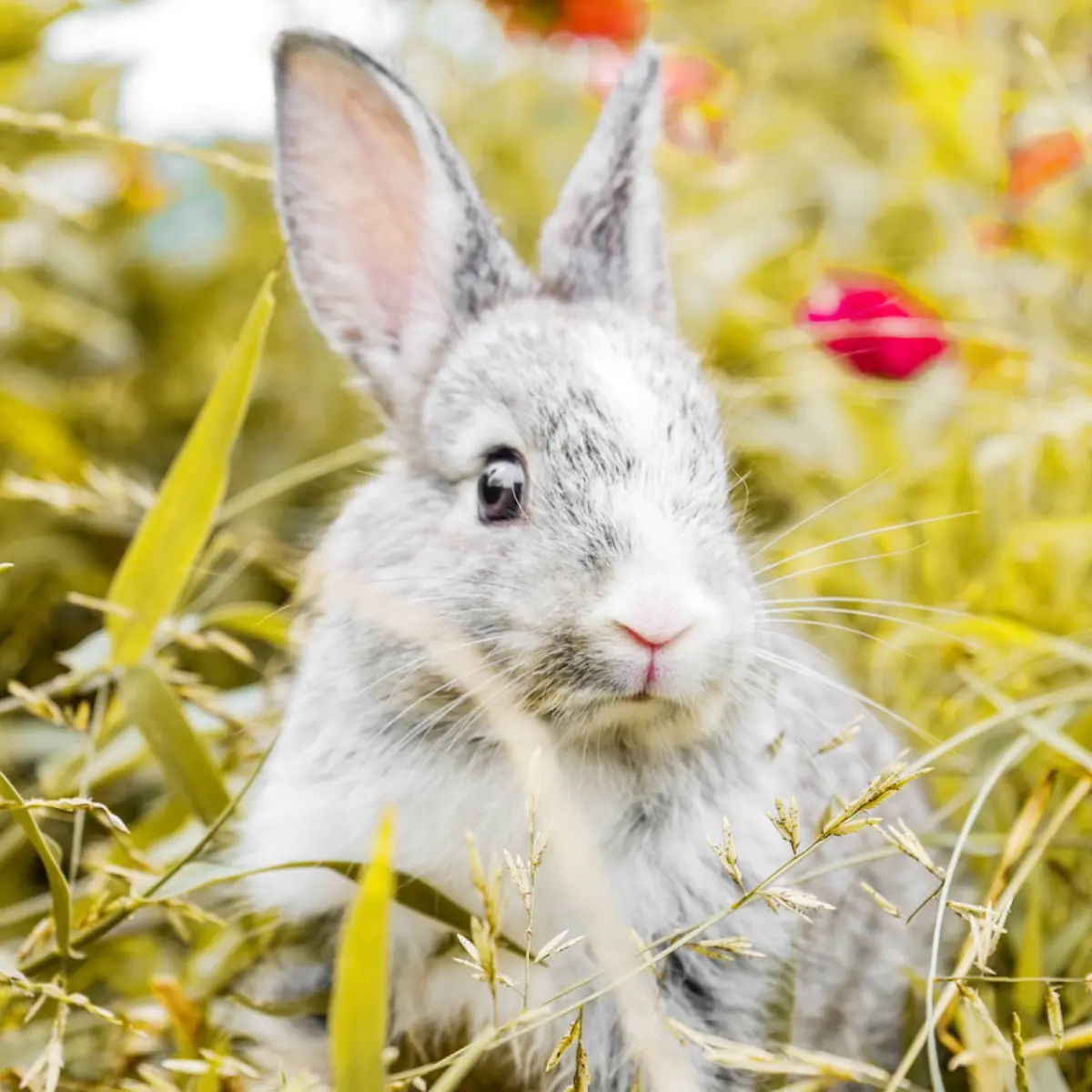 É seguro dar banho em coelhos? Descubra aqui!