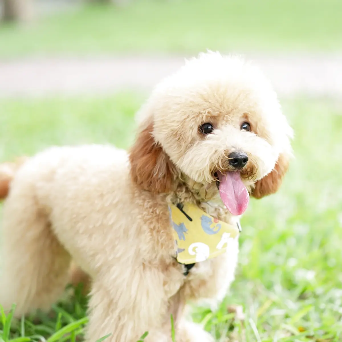 poodle-toy-1