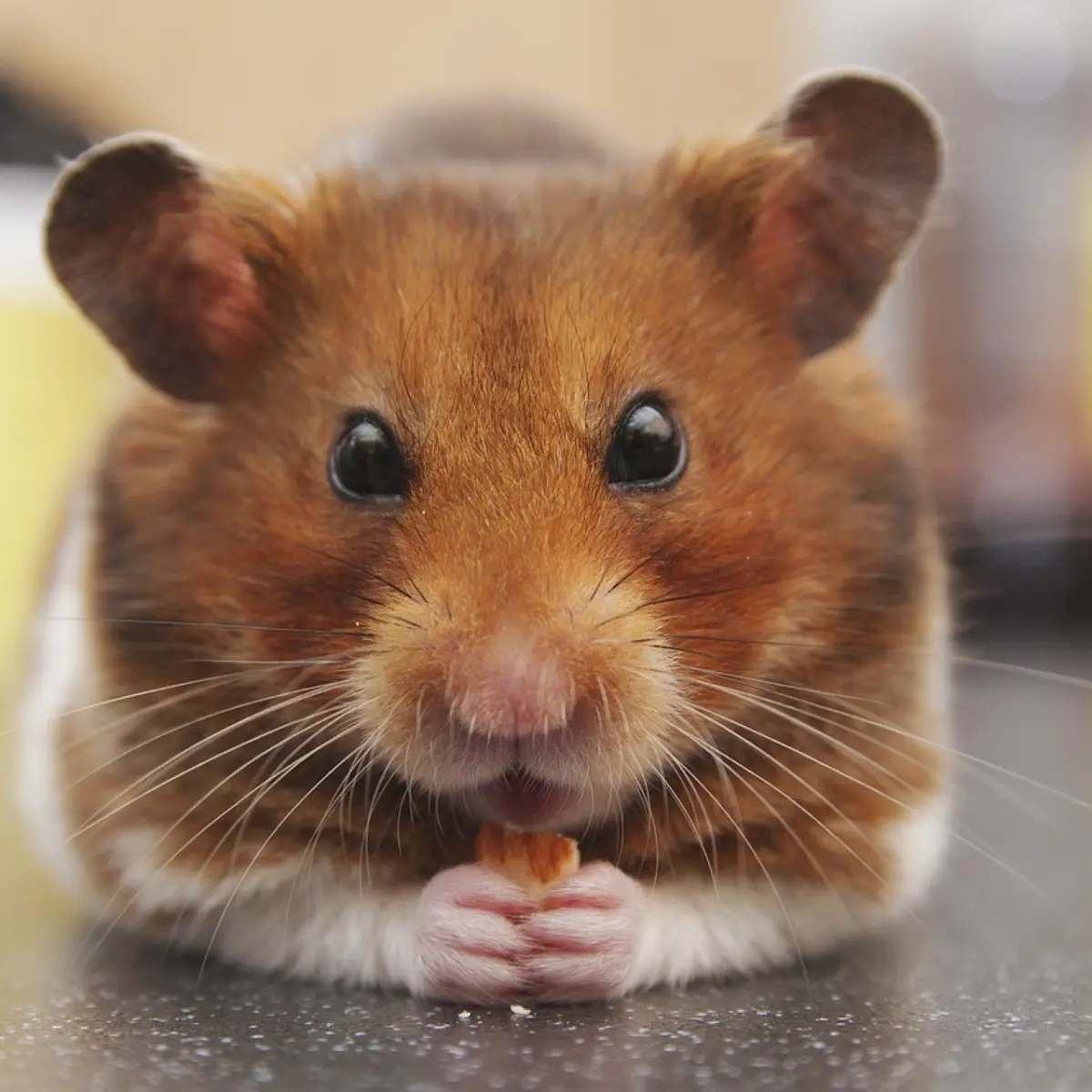 Tipos de hamsters: principais raças e suas diferenças