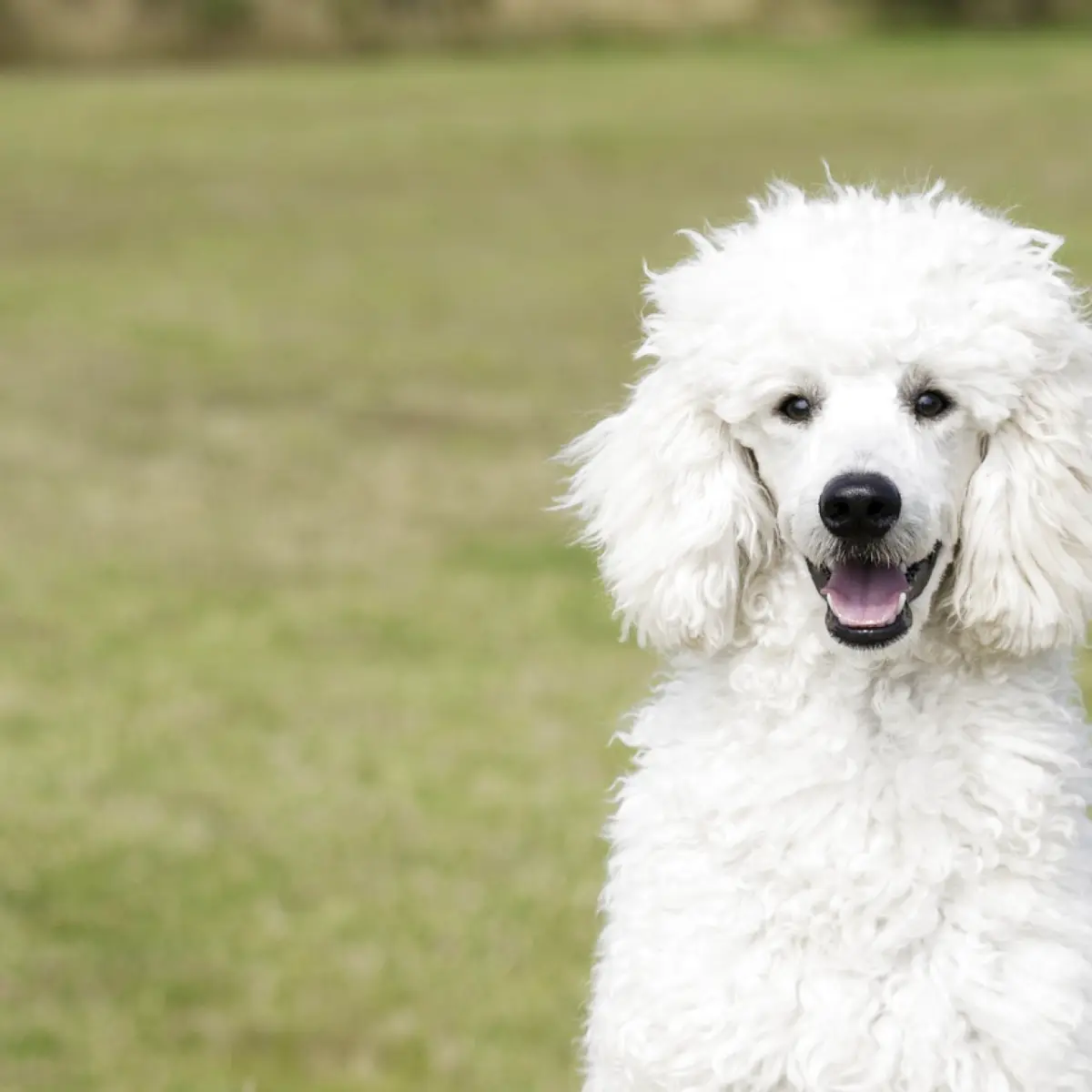 Poodle: Tudo sobre essa raça de cachorro