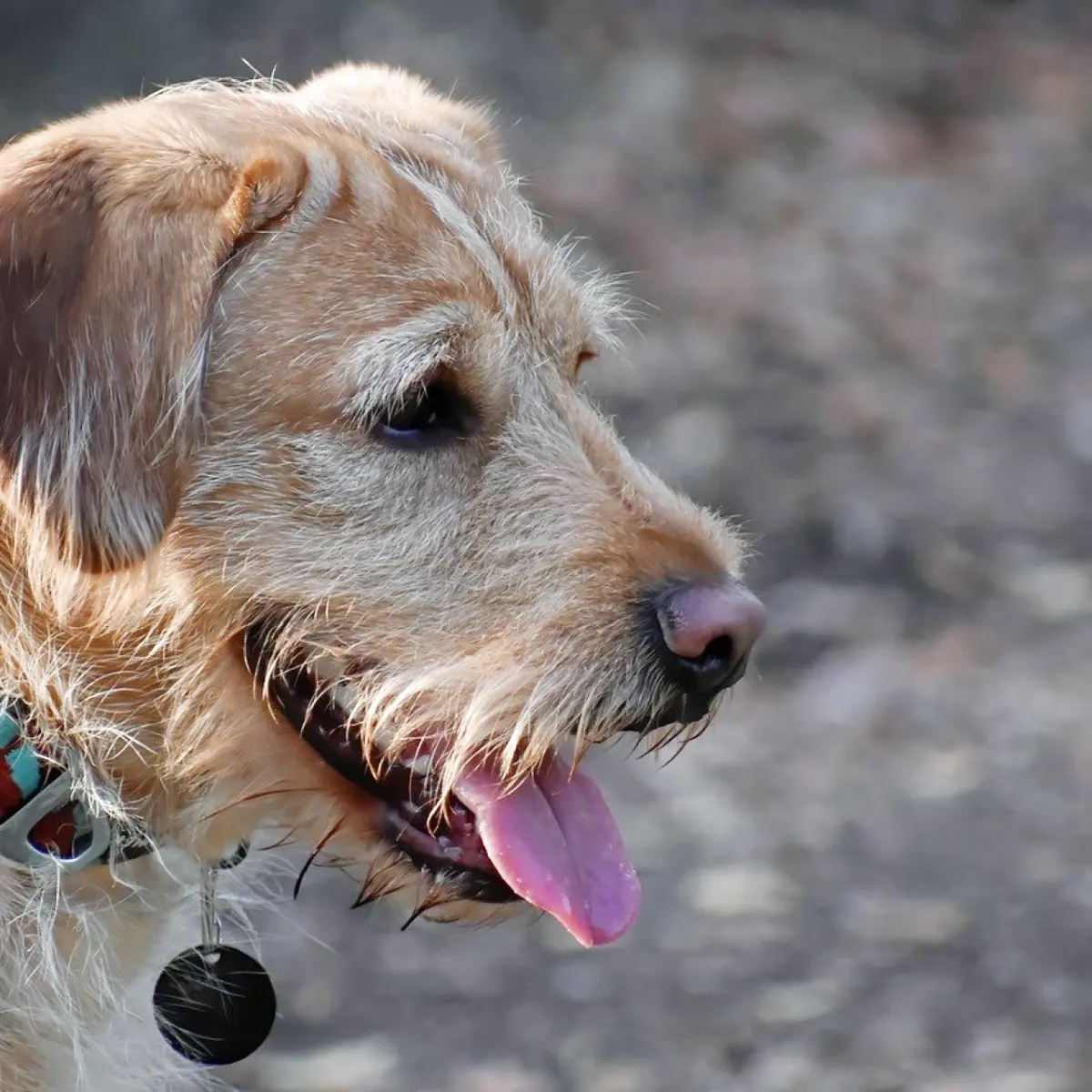 Raças de cachorros dóceis e afetuosos