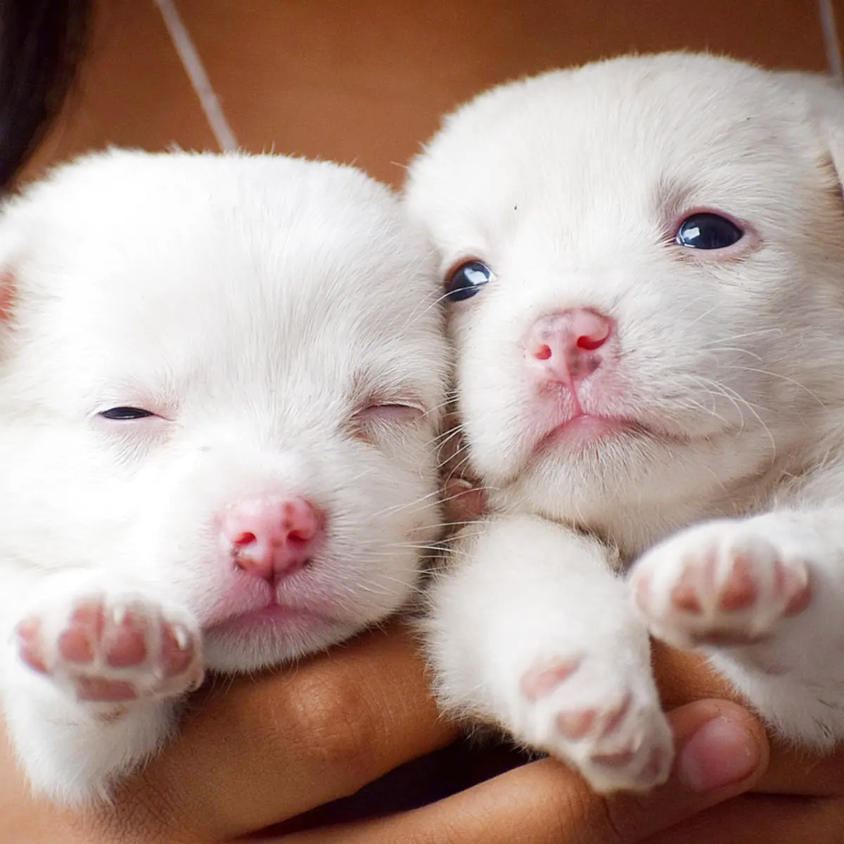 Homens podem administrar remédios a cachorros?