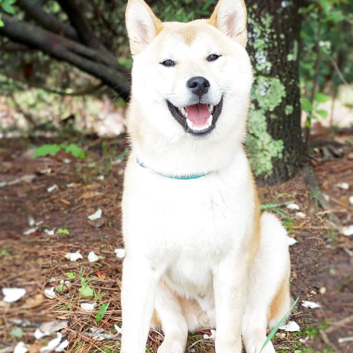 Guia Completo sobre Akita Americano e Akita Inu