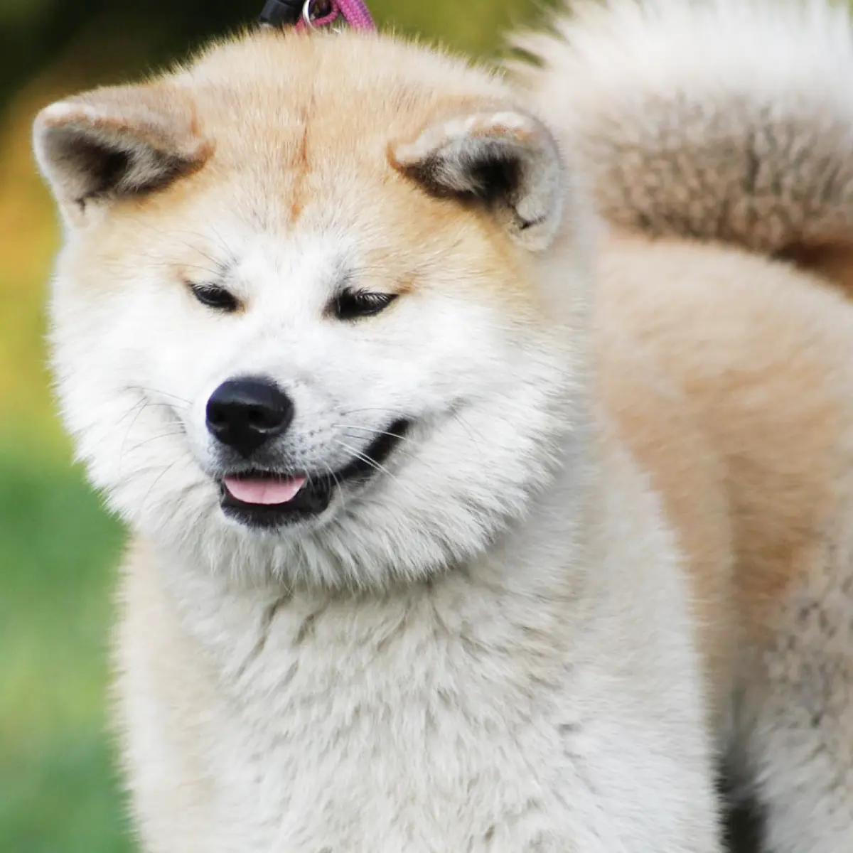 saiba-tudo-sobre-akita-americano-e-akita-inu-1