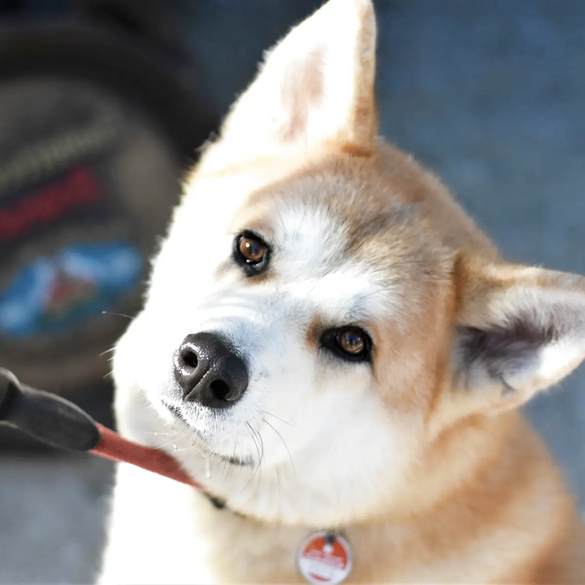 saiba-tudo-sobre-akita-americano-e-akita-inu-2