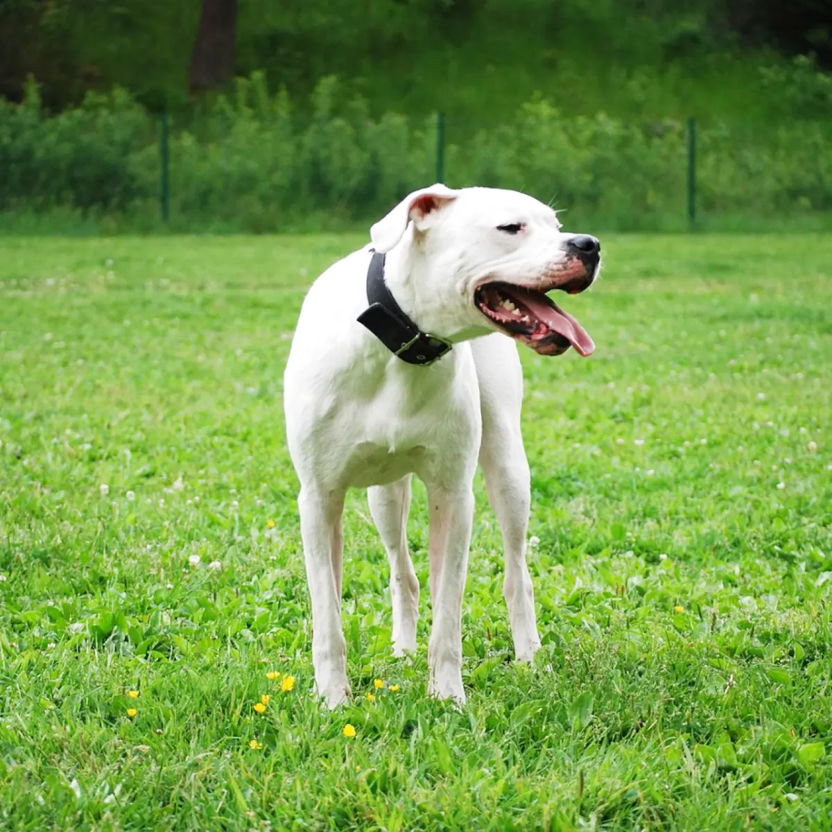 saiba-tudo-sobre-dogo-argentino-1