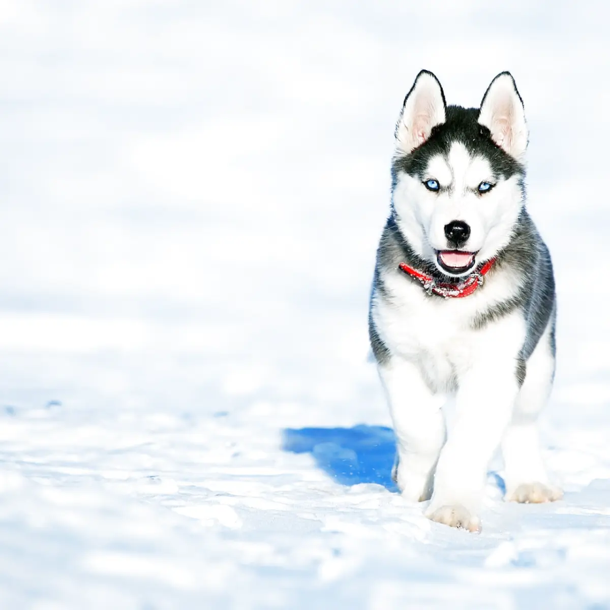 Guia Completo do Husky Siberiano: Tudo que Você Precisa Saber