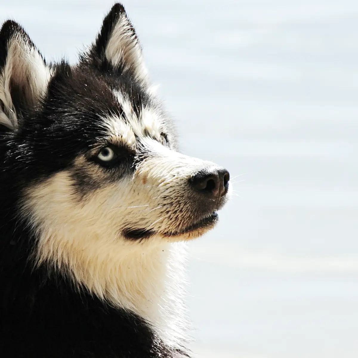 saiba-tudo-sobre-husky-siberiano-1