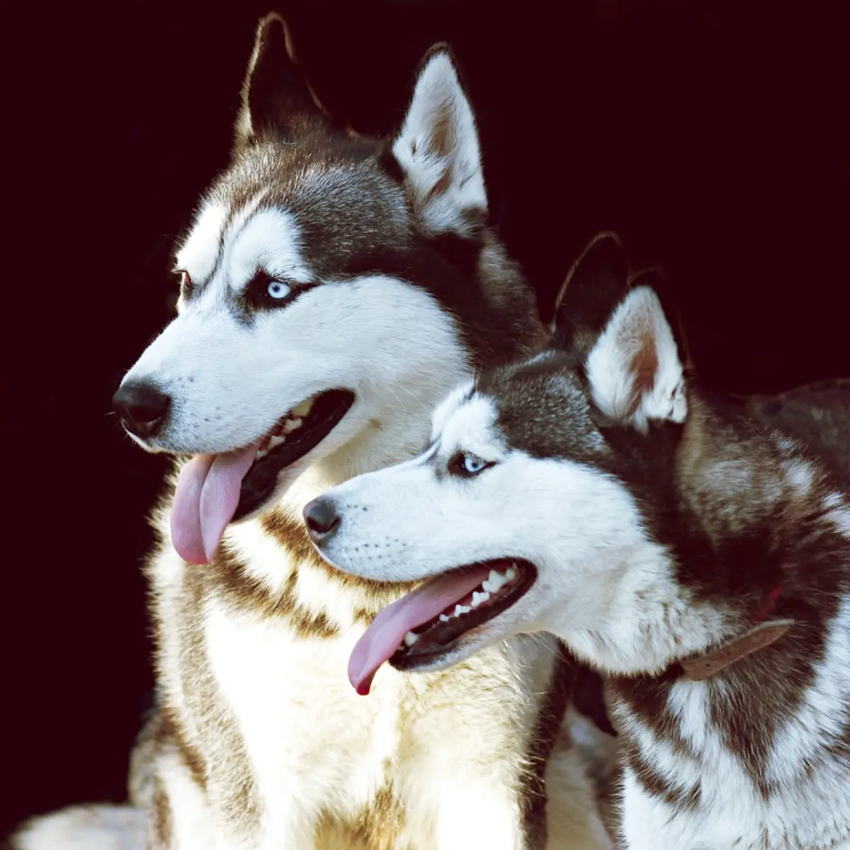 saiba-tudo-sobre-husky-siberiano-2