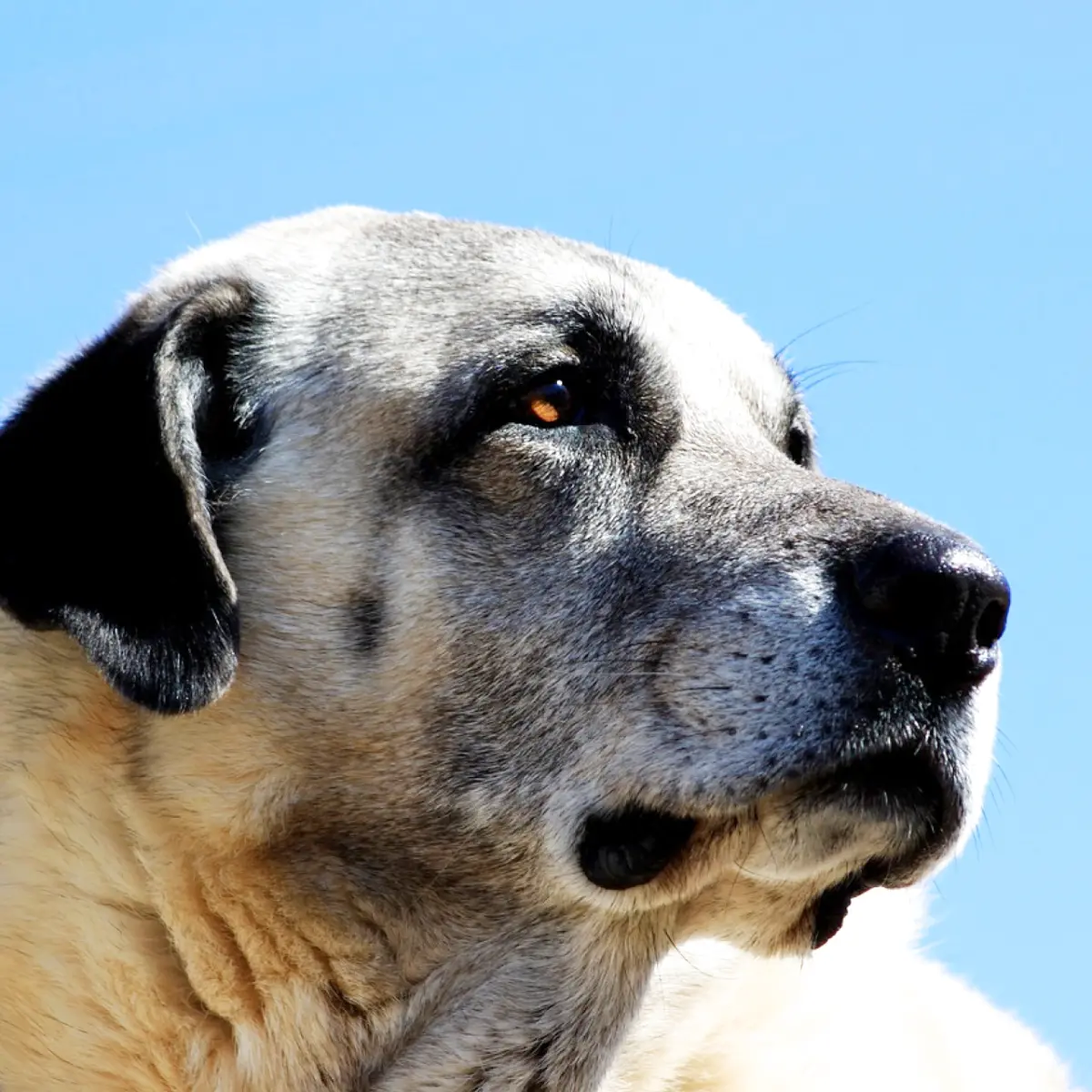 Descubra tudo sobre o Pastor de Kangal