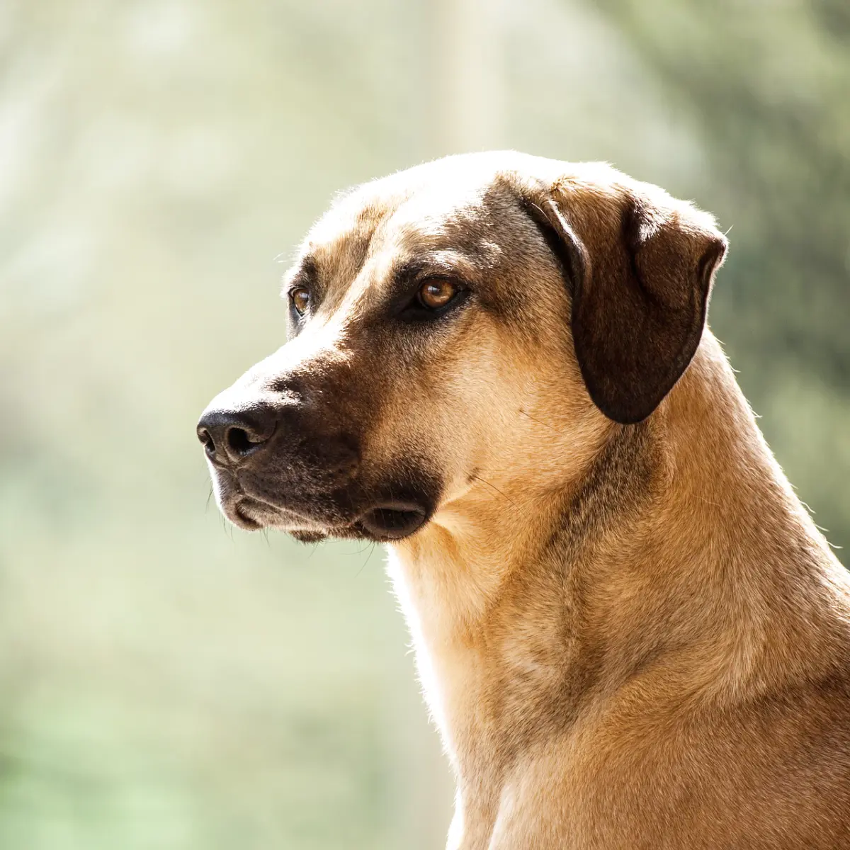 saiba-tudo-sobre-o-pastor-de-kangal-1