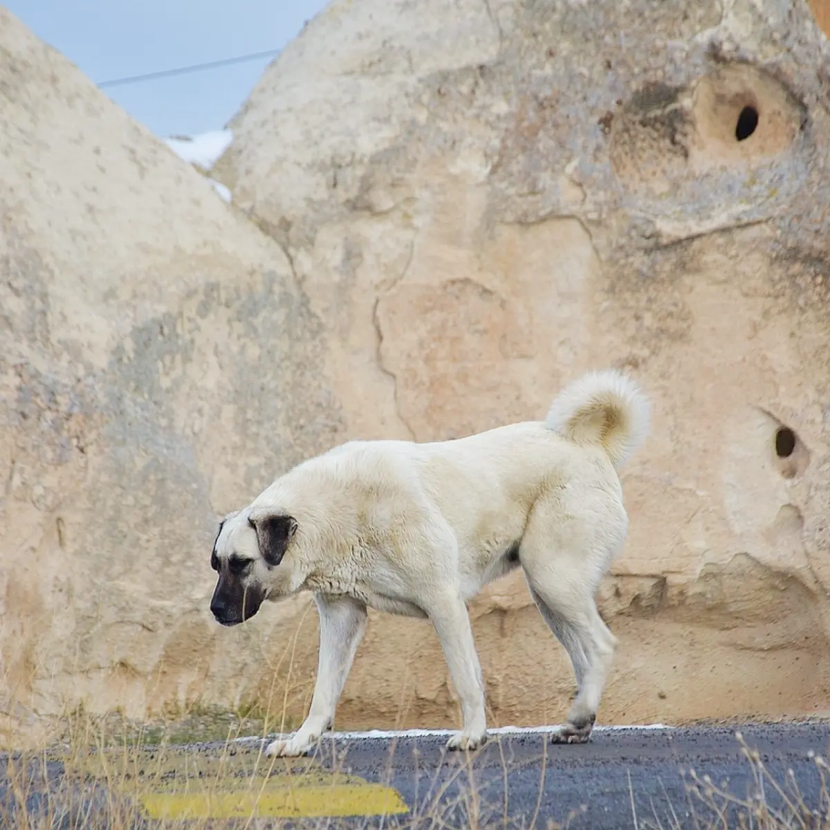 saiba-tudo-sobre-o-pastor-de-kangal-2