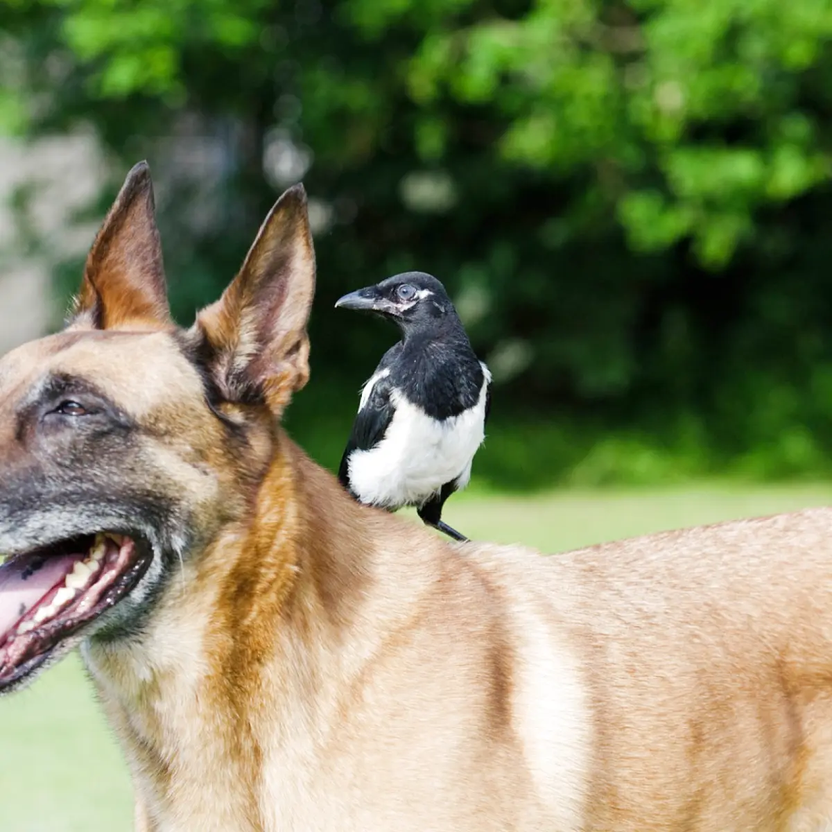 saiba-tudo-sobre-pastor-belga-malinois