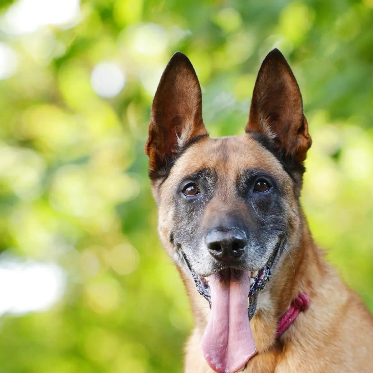 saiba-tudo-sobre-pastor-belga-malinois-1