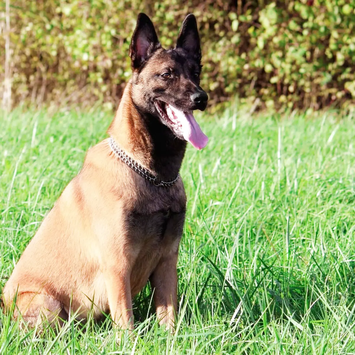 saiba-tudo-sobre-pastor-belga-malinois-2