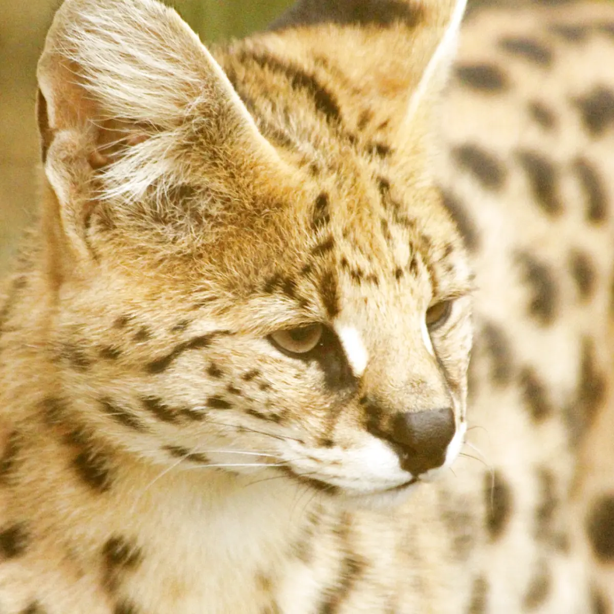 saiba-tudo-sobre-serval-1