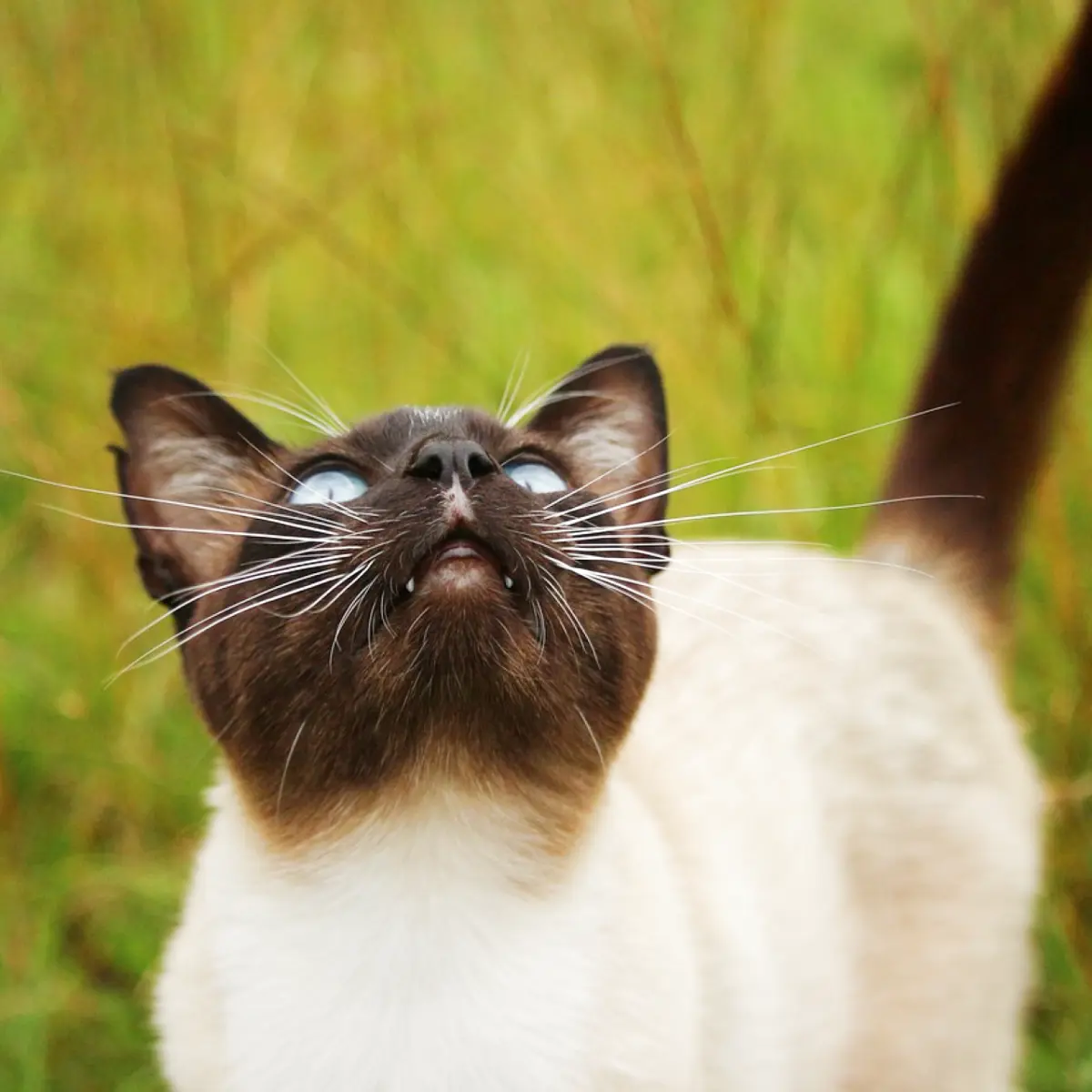 Guia Completo sobre Gatos Siameses