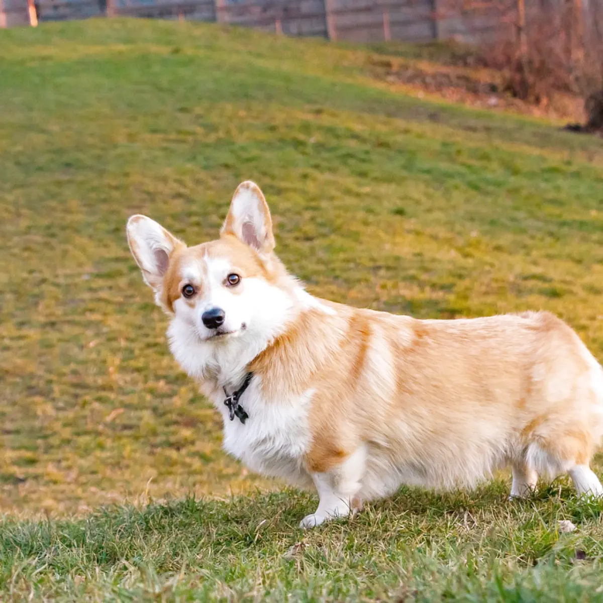 saiba-tudo-sobre-welsh-corgi-pembroke