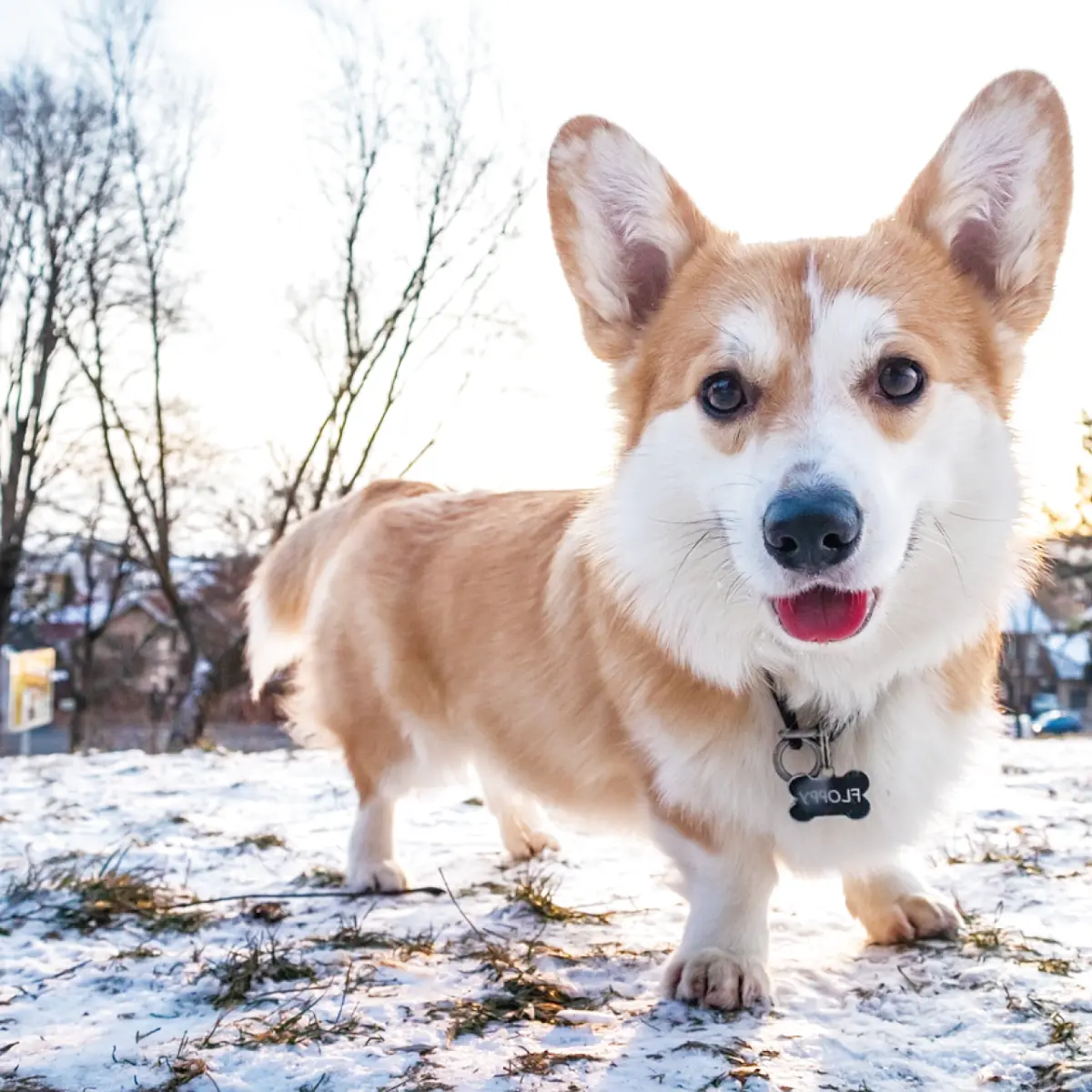 saiba-tudo-sobre-welsh-corgi-pembroke-2