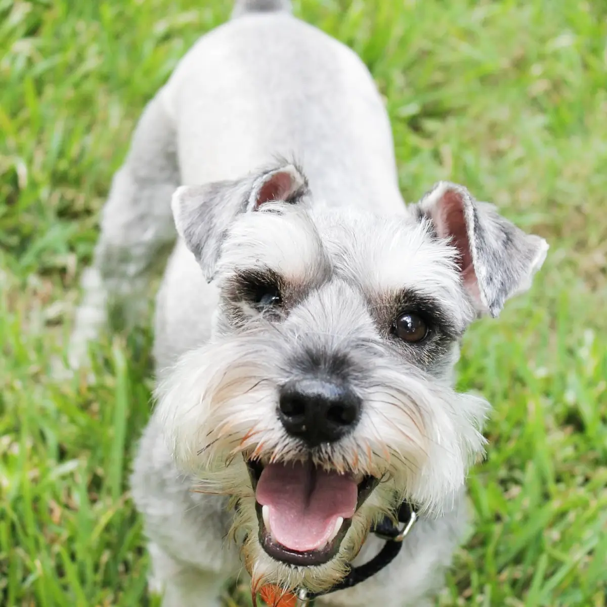 Schnauzer: Tudo sobre a raça, cuidados e curiosidades