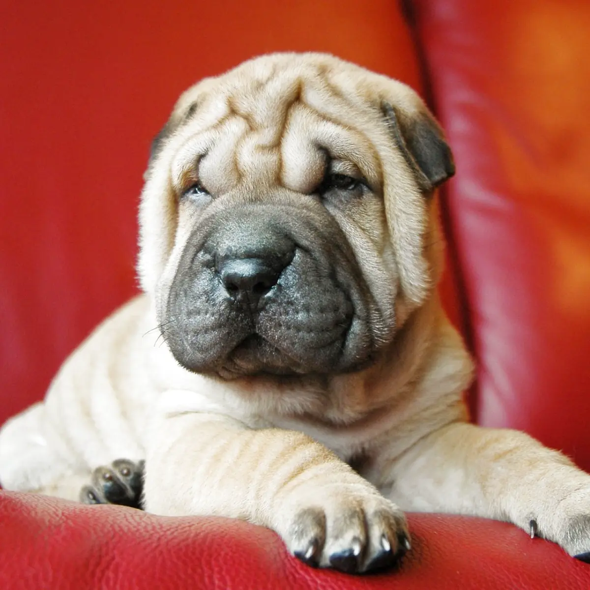 Conheça o cão Shar-Pei: características e cuidados