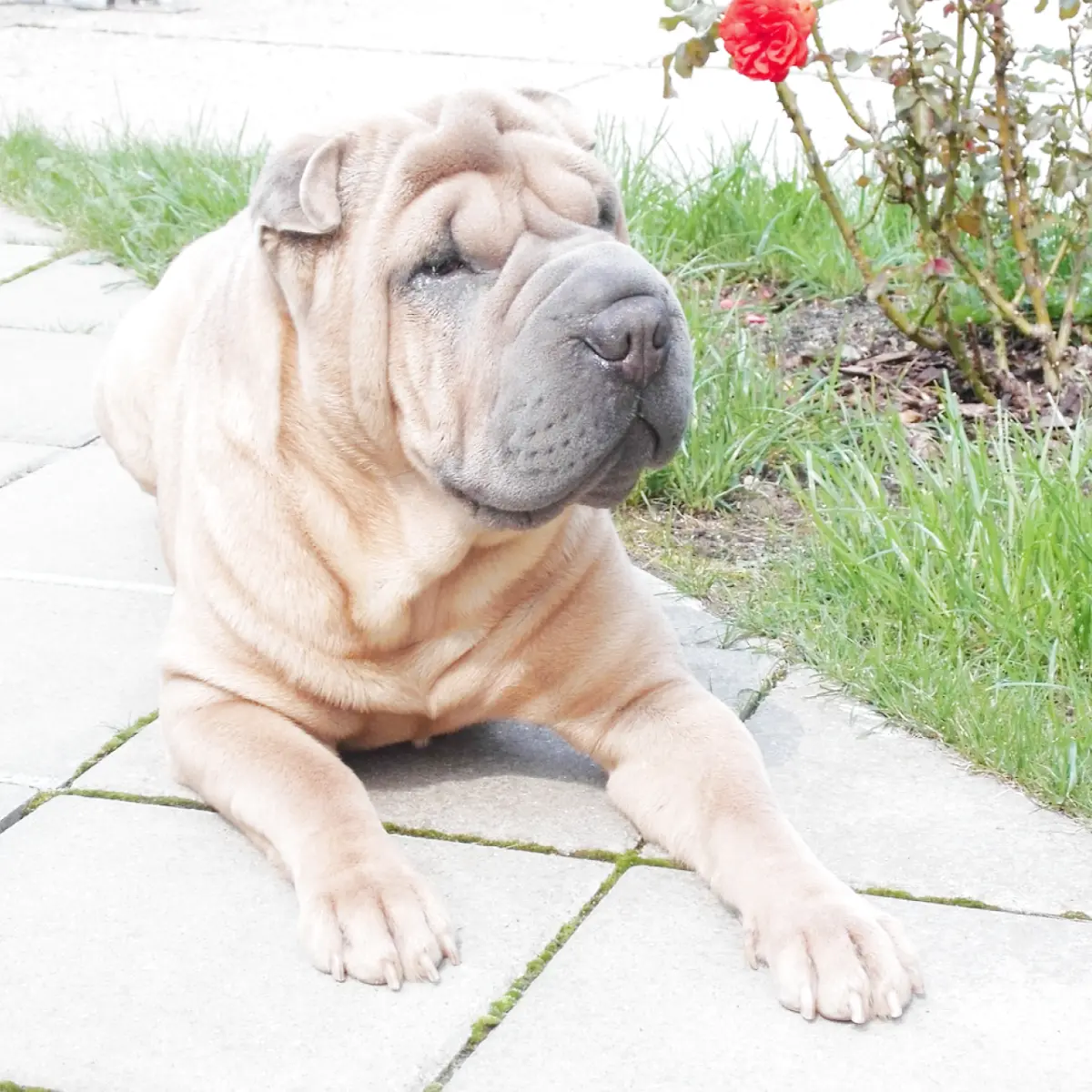 shar-pei-1