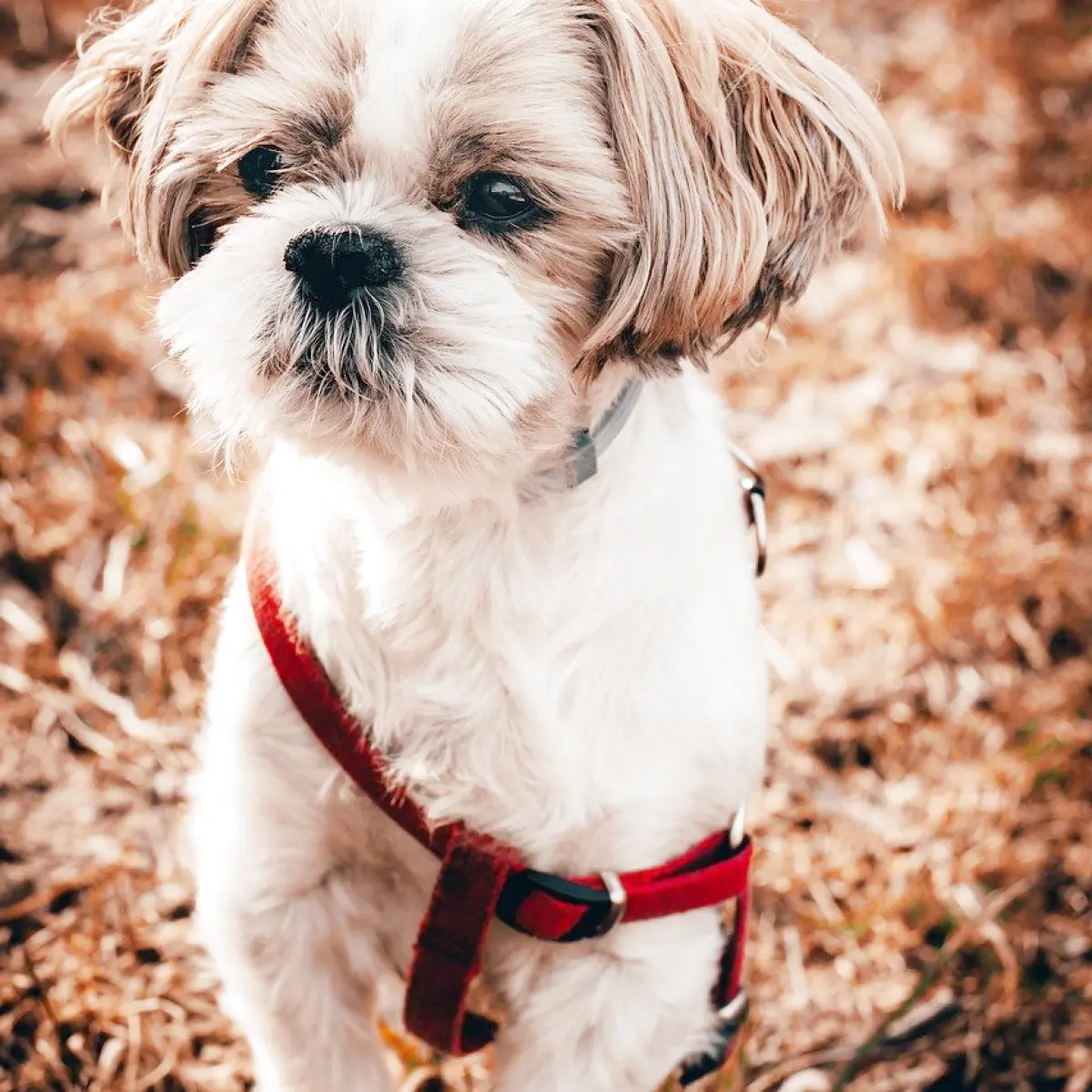 Shih Tzu: Guia Completo sobre a Raça