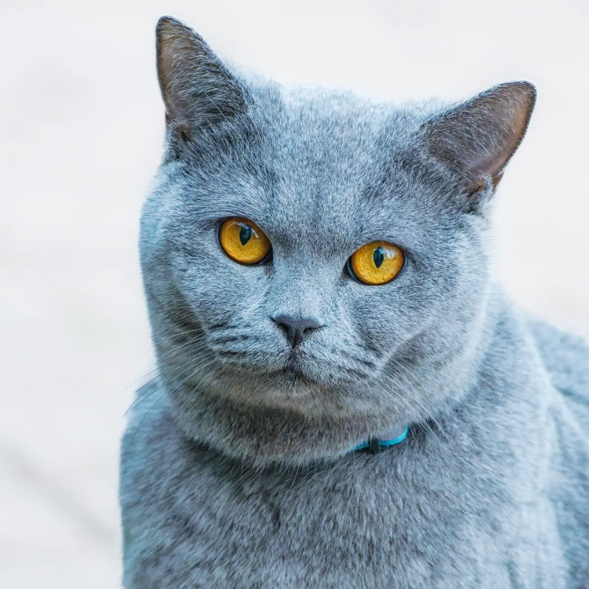 tudo-que-voce-precisa-saber-sobre-calmante-para-gato-2