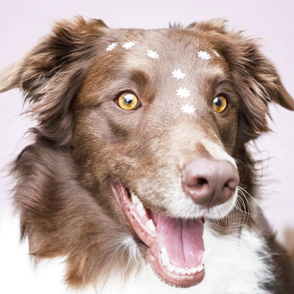 Guia Completo sobre a Raça Border Collie