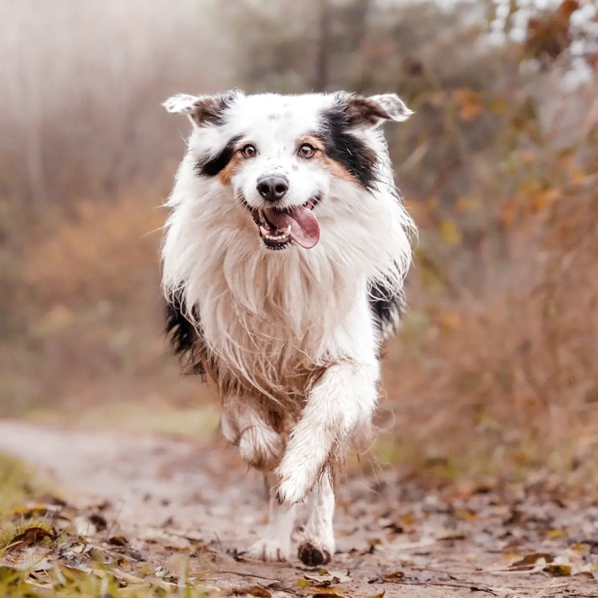 tudo-sobre-a-raca-de-cachorro-border-collie-1