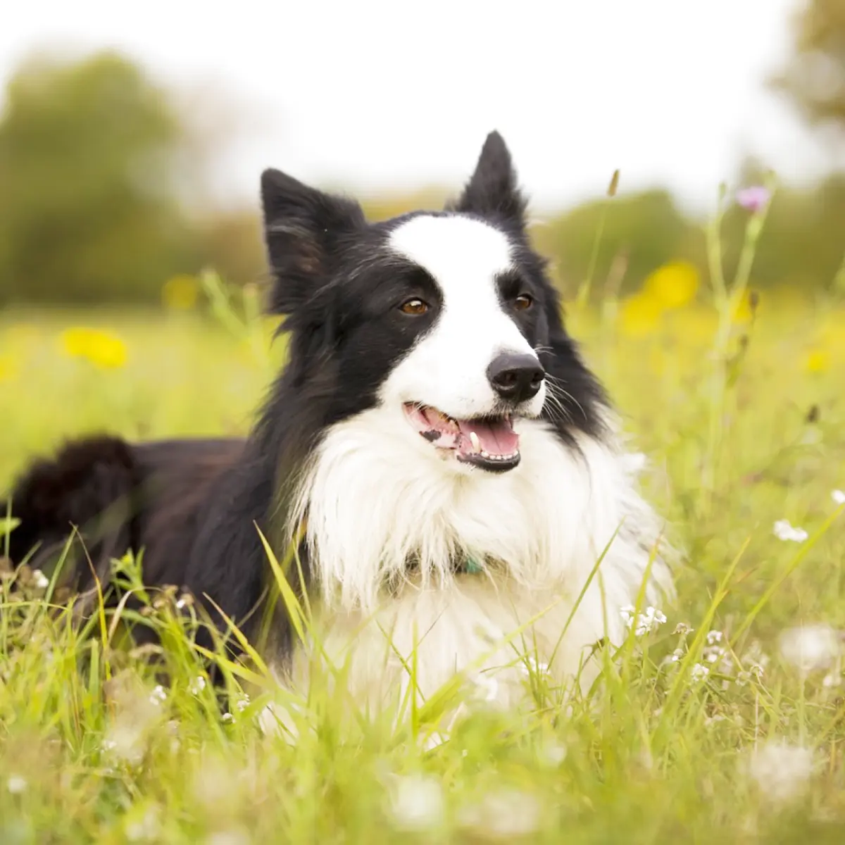 tudo-sobre-a-raca-de-cachorro-border-collie-2