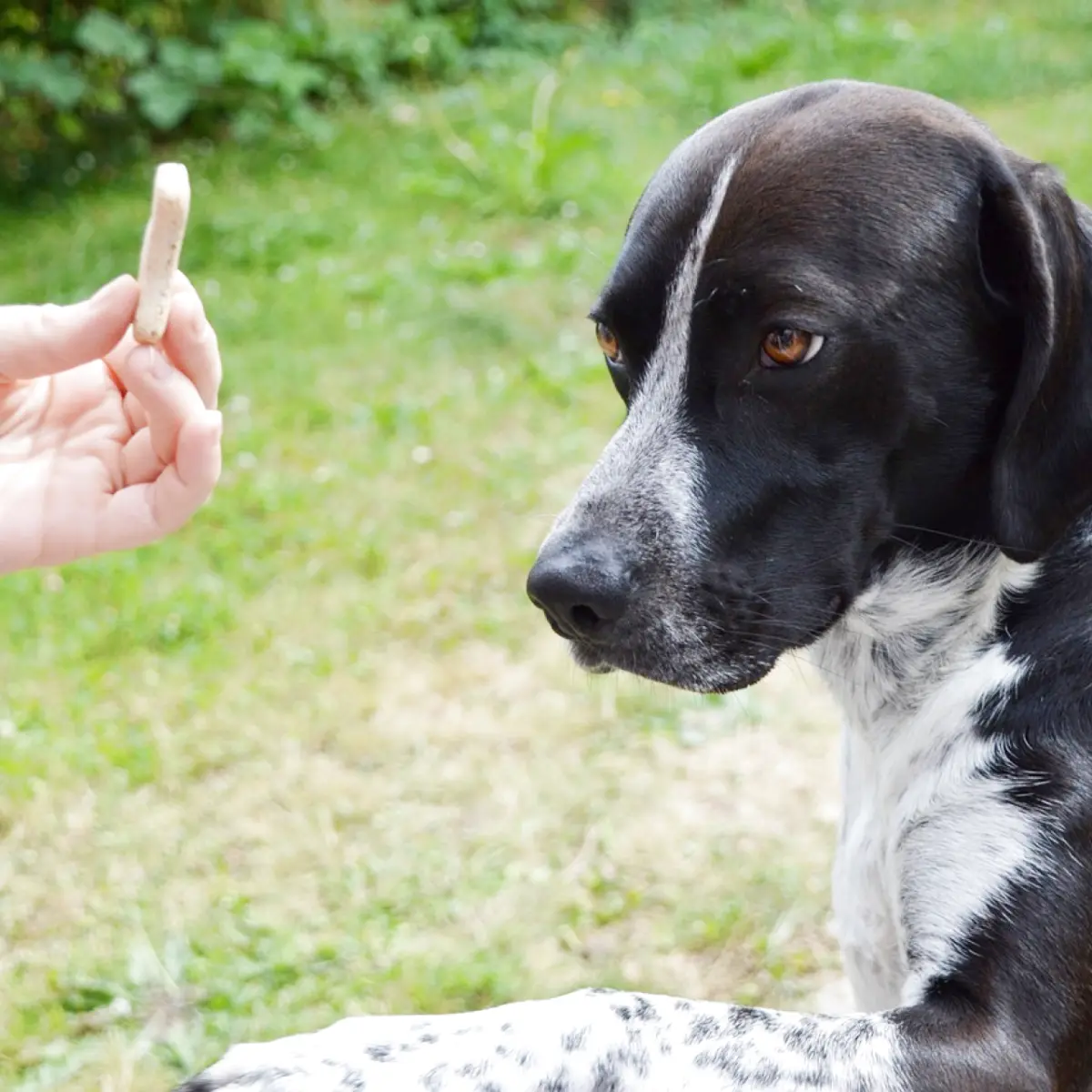 Guia Completo de Adestramento de Cães