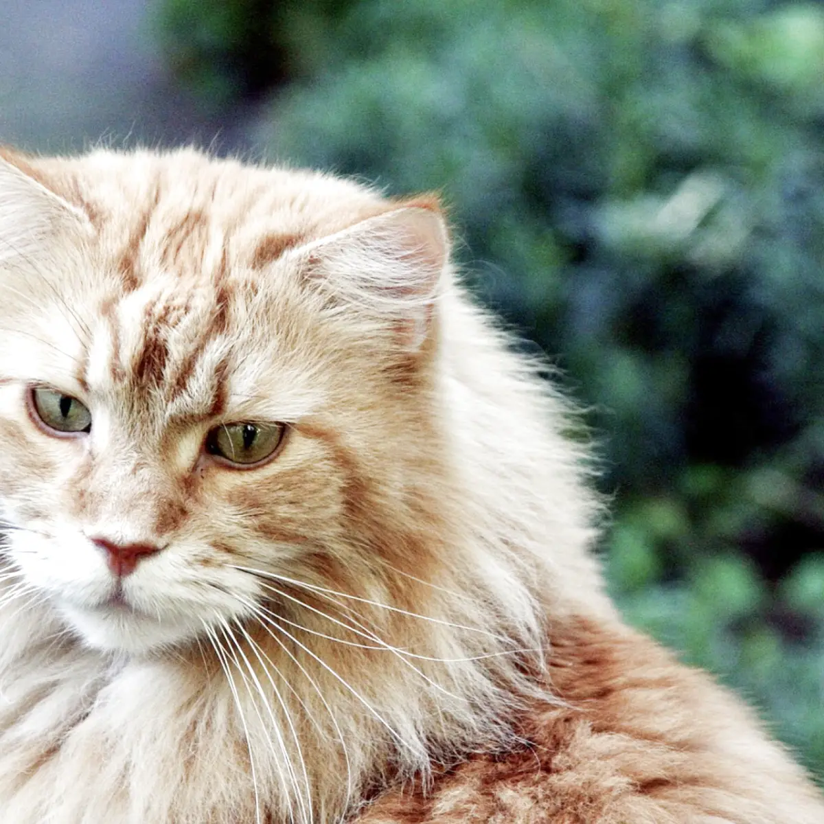 tudo-sobre-o-maine-coon-1