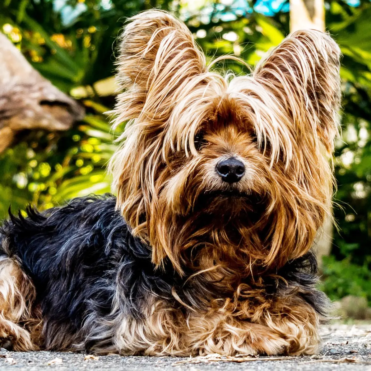 Yorkshire Terrier: Guia Completo da Raça