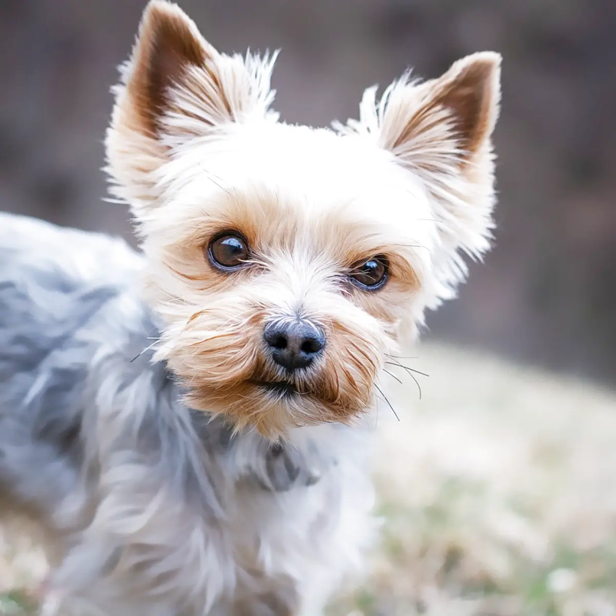 yorkshire-terrier-tudo-sobre-a-raca-2